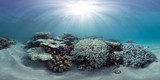 Fototapeta Do akwarium - Bleaching coral in the Maldives