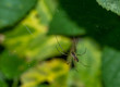 pająk na pajęczynie w lesie