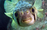 Porcupine fish smiles at camera underwater with big eyes