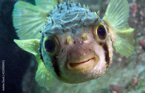 Spiny Porcupine Fish smiles at camera Canvas Print