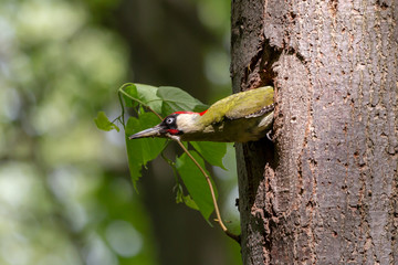 European green woodpecker (Picus viridis), male, looking out of the nest hole on linden trunk. Green insectivorous bird with red cap and black moustachial stripe.