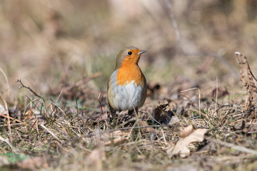 Wall Mural - European robin (Erithacus rubecula) perching on dry grass with blurred background. Small passerine bird with orange breast and face. Wildlife scene from nature, Czech republic.