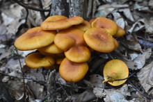 Omphalotus Olearius Or Orange Jack O Lantern Mushroom Gills, Toxic Mushroom