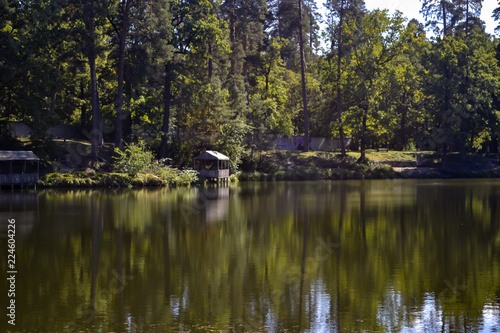 Foto The forest landscape at autumn. The peaceful place in the forest.