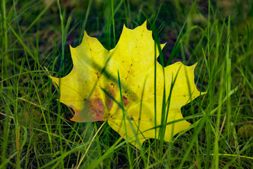 An yellow maple leaf in the green grass. Autumn background.