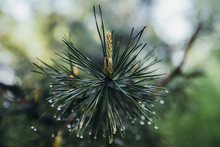 A Branch Of Cedar Pine With Drops Of Water On Long Needles And With Young Cones. 