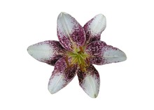 Isolated Image: White With Purple Speckles Lily On A White Background 