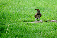Bird In The Grass