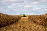 Fototapeta  - Green combine in corn field during harvest