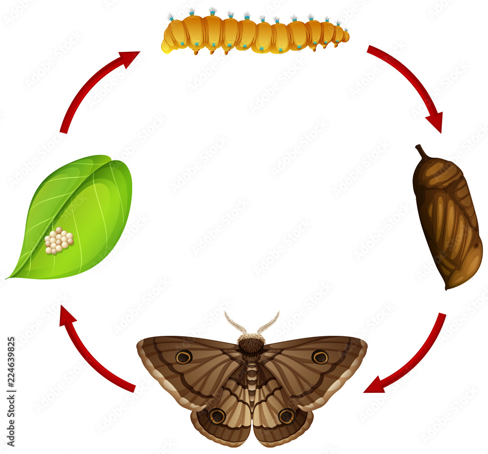 Evolution Moth Process Moth life cycle concept Stock Vector | Adobe Stock