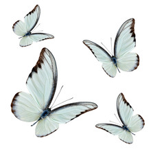 Set Of Flying Beautiful Buterflies With Fully Wing Sweeping Over White Background, Chocolate Albatross