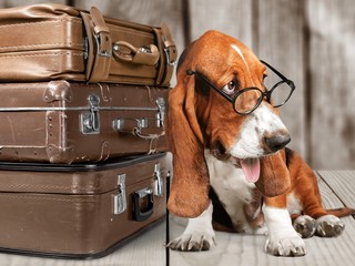 Canvas Print - Basset Hound dog and travel bag