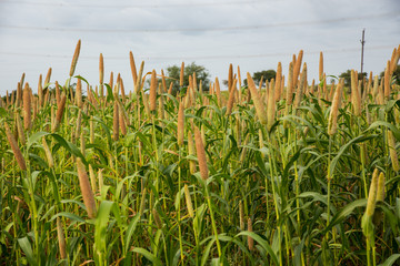 Millet Crop In The Field