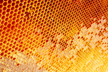 Wall Mural - Yellow Honeycomb closeup background