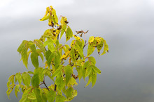 Autumn Withered Leaves Of The Maple Tree On A Blurry Foggy Background..