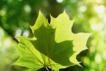 two green maple leave with sunlight foliage summer background