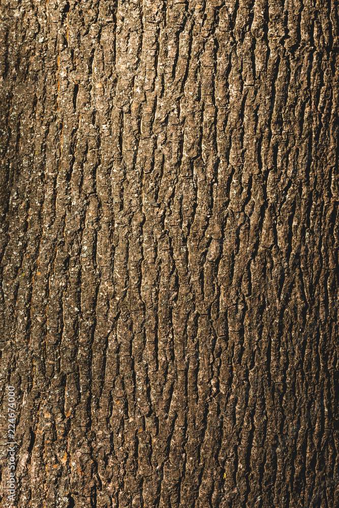 Close up of textured brown bark of tree - obrazy, fototapety, plakaty 