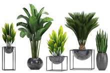 Collection Exotic Plants