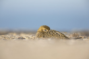 Wall Mural - An European golden plover (Pluvialis apricaria) resting in a hole in concrete -In the morning sun on the Island Heligoland- With golden coloured feathers 