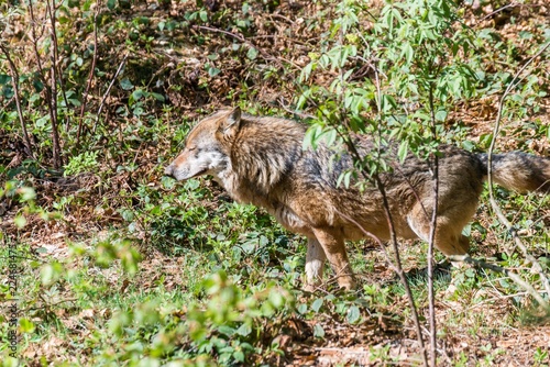 Fotografía Nahaufnahme eines männlichen Wolfes beim Urinieren und Revier markieren, Deutsch
