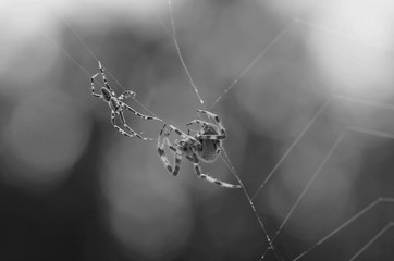 Spider in net
