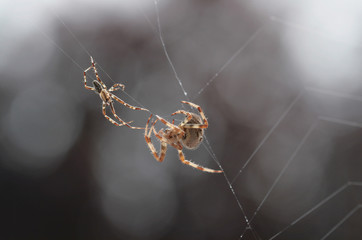 Spider in net