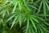 Fototapeta Natura - The leaves of marijuana delight the eye with greenery in the summer.
