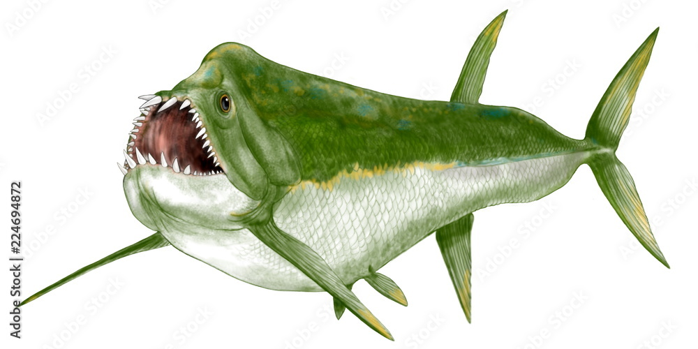 古代魚 クシファクテヌス 白亜紀全期に亘って生息した海棲の古い真骨魚