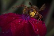 © imageBROKER - European hornet (Vespa crabro) sits on a red blossom with drops of water, Germany, Europe