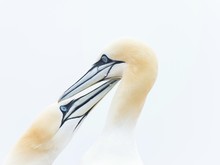 Portrait Of Northern Gannets, Helgoland, Germany