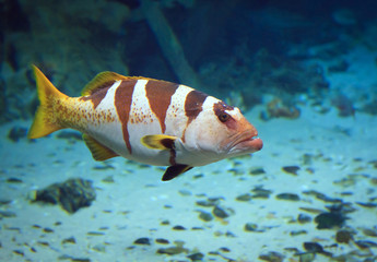 big tiger grouper under water