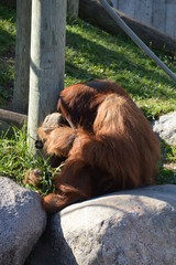 Wall Mural - Orangutan in the outdoors