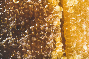 Wall Mural - Natural bee honeycomb texture, wallpaper and background, close-up, top view, horizontal composition