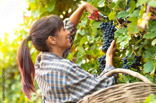 Fotografía Happy smiling young woman picking bunches of grapes