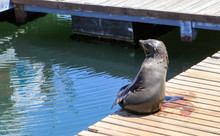 Funny Cape Fur Seal Sitting On Wooden Jetty Under Sun Looking At Sea In The City Cape Town, South Africa, Victoria And Alfred Waterfront Area. Arctocephalus Pusilus