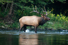 Elk In Forest River