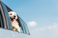 Golden Retriever Dog Looking Out Car Window In Front Of Blue Sky