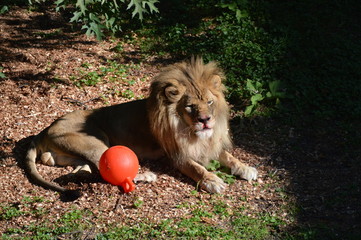 Canvas Print - Lion laying on the ground