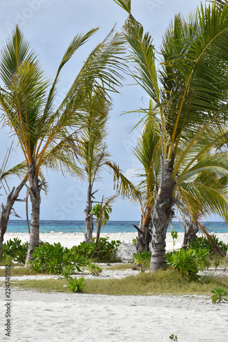 Fotografia, Obraz Damaged palm trees, broken by a storm on white sand in front of the blue Indian