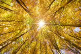 Fototapeta Las - Buchenwald im Herbst mit Sonnenstrahlen