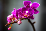 Fototapeta Storczyk - Macro image of a purple orchid with a perfectly smooth blurred background. 