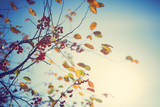 Fototapeta Do pokoju - Colorful autumn tree leaves