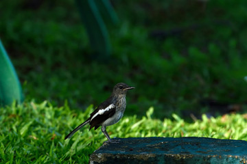 Oriental Magpie Robin