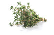 Thyme fresh herbs (Thymus vulgaris) shrub. Fine herb. Isolated on a white background.