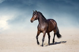 Fototapeta Konie - Stallion in motion in desert dust against beautiful sky