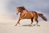 Fototapeta Konie - Red stallion in motion in desert dust against beautiful sky