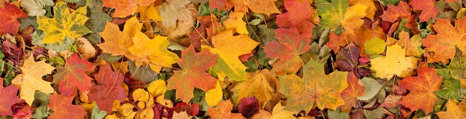Fototapeta las drzewa jesień