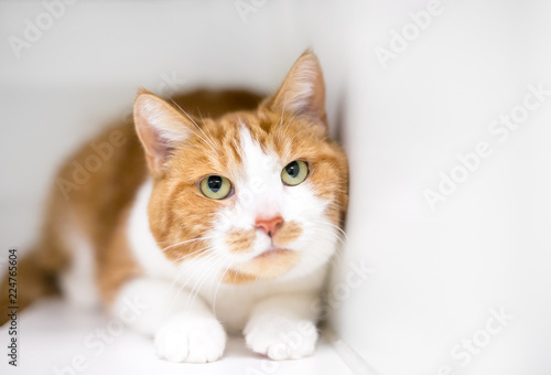 A Nervous Or Timid Domestic Shorthair Cat With Orange Tabby And