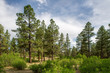 Open, park like Ponderosa Pine Woodland, San Juan National Forest, Colorado