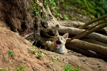 Wall Mural - red fox, vulpes vulpes, czech republic